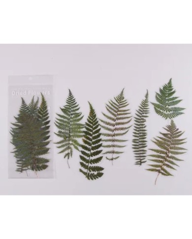 1 Paket - Eğrelti Otu Sticker