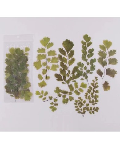 1 Paket - Baldırıkara Otu Sticker