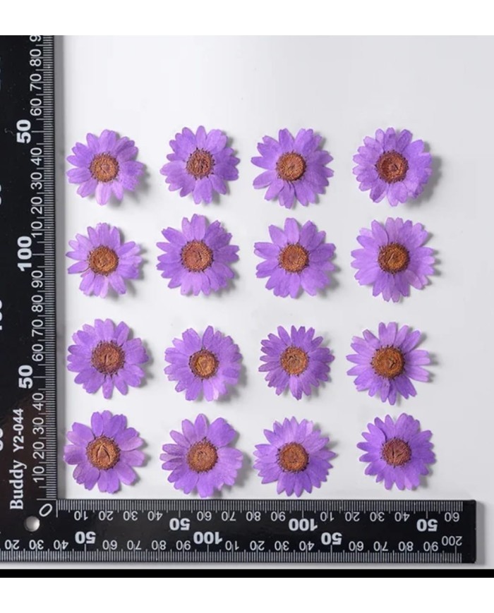 Kurutulmuş Papatya - Lila 5 Adet