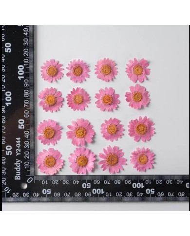 Kurutulmuş Papatya - Koyu Pembe 10 Adet