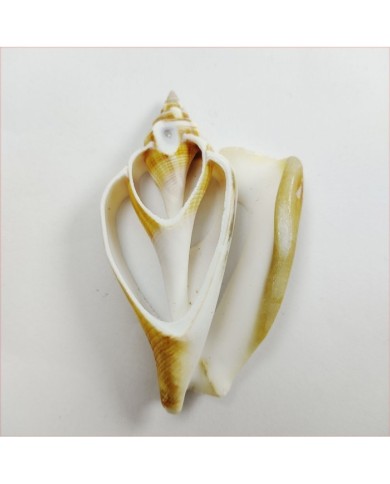 Strombus Aurısdıane Deniz Kabuğu