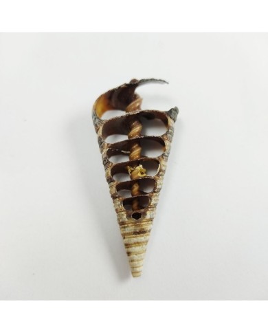 Kesik Telescopium Deniz Kabuğu 2 Adet