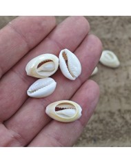 Deniz kabuğu 25 gr