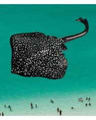 Yapay Siyah Vatoz Balığı Beyaz Benekli