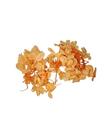 Japon Ortanca Çiçeği - Turuncu Somon Arası