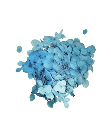 Japon Ortanca Çiçeği - Mavi