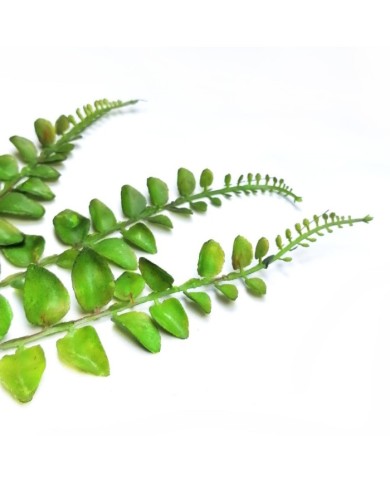 Yapay Yaprak Gerçek Görünümlü