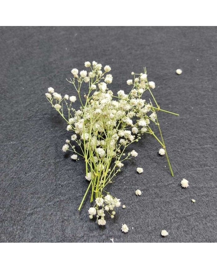 Şoklanmış Pıtırcık Kuru Çiçekler - Mini demet