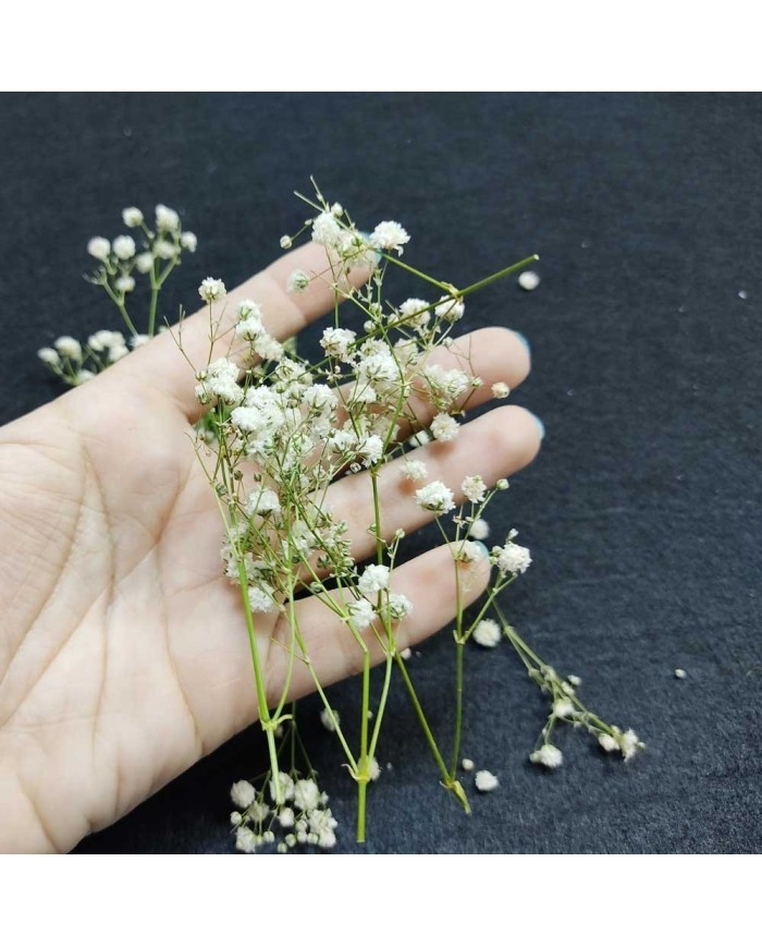 Şoklanmış Pıtırcık Kuru Çiçekler - Mini demet