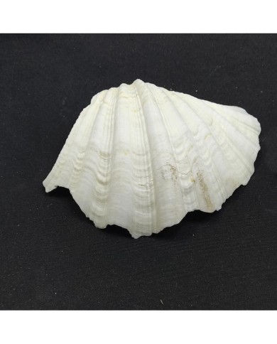 Beyaz Midye Kabuğu 1 Adet