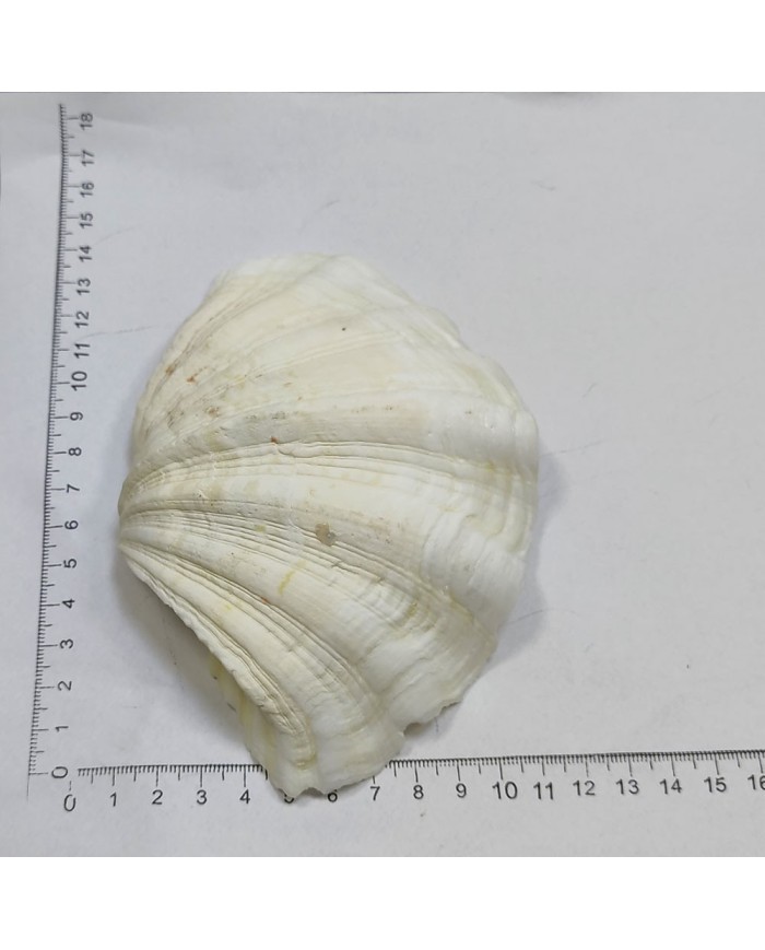 Beyaz Midye Kabuğu 1 Adet
