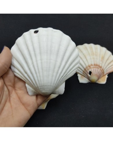 Deniz Kabuğu - 1 adet