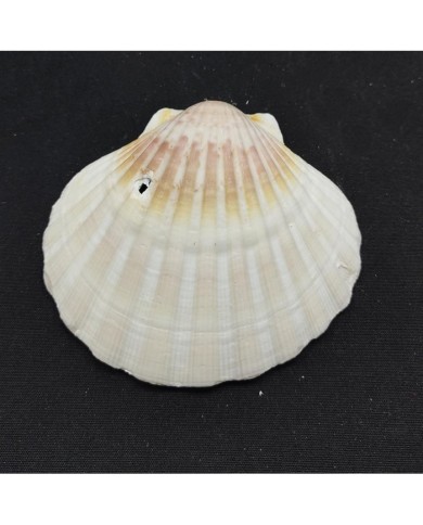 Deniz Kabuğu - 1 adet