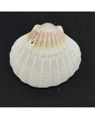 Deniz Kabuğu - 1 adet