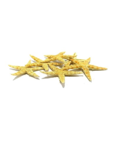 Doğal Deniz Yıldızı - Büyük Boy