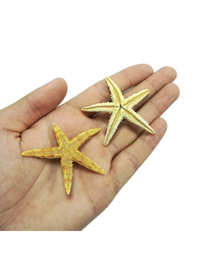 Doğal Deniz Yıldızı - Büyük Boy