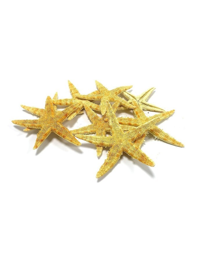 Doğal Deniz Yıldızı - Büyük Boy