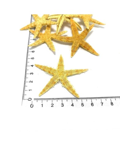 Doğal Deniz Yıldızı - Büyük Boy