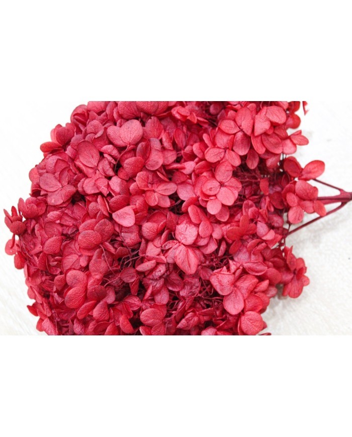 Japon Ortanca Çiçeği - Kırmızı