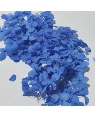 Japon Ortanca Çiçeği - Mavi