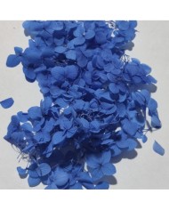 Japon Ortanca Çiçeği - Mavi