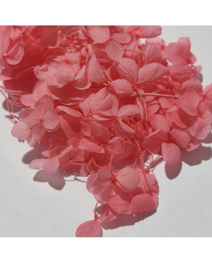 Japon Ortanca Çiçeği - Koyu Somon