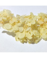 Japon Ortanca Çiçeği  - Sarı