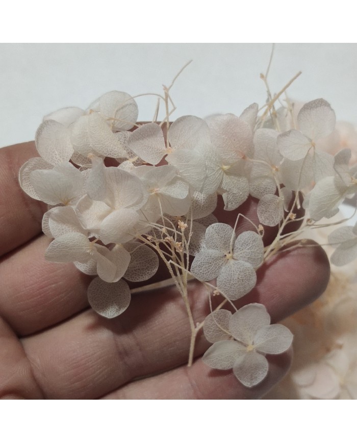 Japon Ortanca Çiçeği  - Açık Pudra