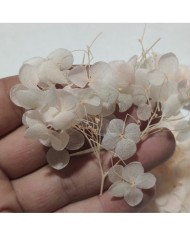 Japon Ortanca Çiçeği  - Açık Pudra