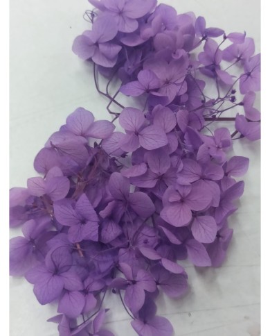 Japon Ortanca Çiçeği - Açık Mor