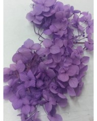 Japon Ortanca Çiçeği - Açık Mor