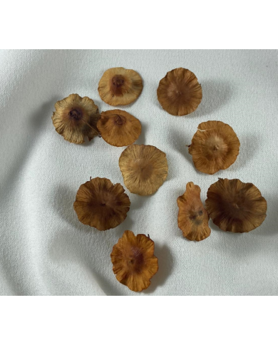 Meşe Çiçeği 10 Adet