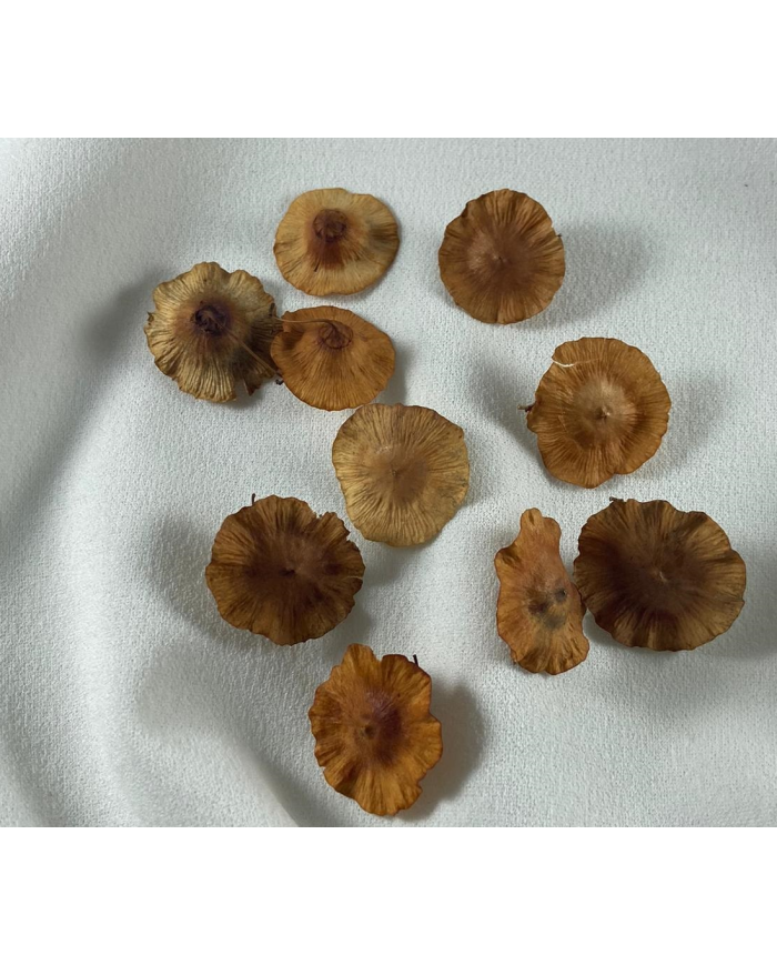 Meşe Çiçeği 10 Adet