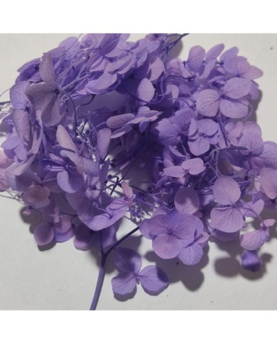 Japon Ortanca Çiçeği - Mor