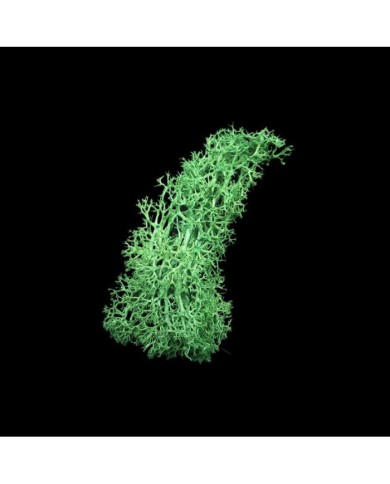 Kurutulmuş Yosun Yeşil - 5 gr