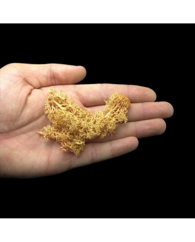 Kurutulmuş Yosun Hardal - 5 gr