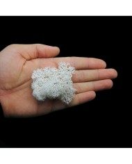 Kurutulmuş Yosun - Beyaz - 5 gr