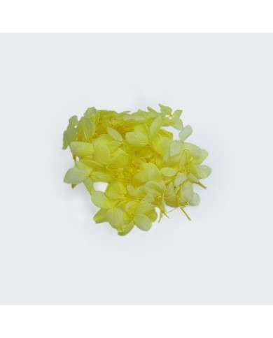 Japon Ortanca Çiçeği  - Sarı