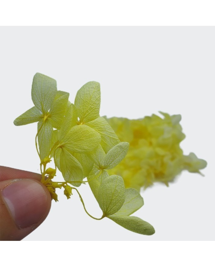 Japon Ortanca Çiçeği  - Sarı