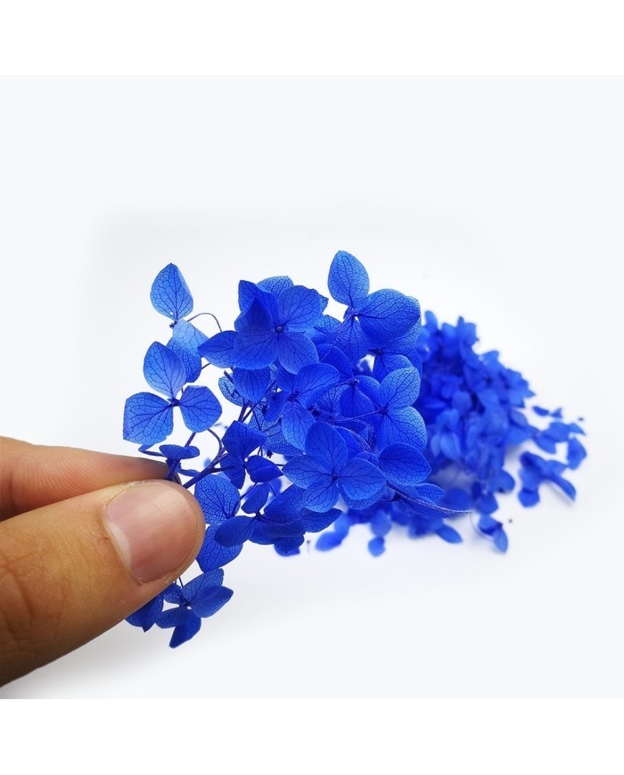 Japon Ortanca Çiçeği  - Mavi