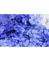 Japon Ortanca Çiçeği - Mor