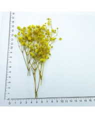 Şoklanmış Pıtırcık Kuru Çiçekler - Sarı - Mini demet