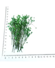 Şoklanmış Pıtırcık Kuru Çiçekler - Yeşil - Mini demet