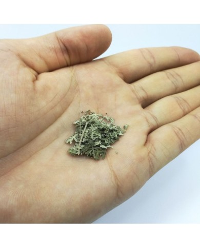 Kurutulmuş Aşk Merdiveni Mini demet 5 Adet