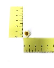 Mini Kurutulmuş Çiçekler - Mix