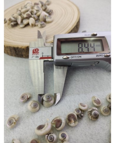 salyangoz kabuğu 8.4 mm  - 25 gr