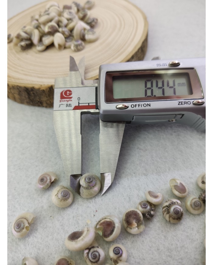 salyangoz kabuğu 8.4 mm  - 25 gr