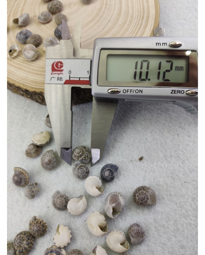 salyangoz kabuğu 10 mm  - 25 gr