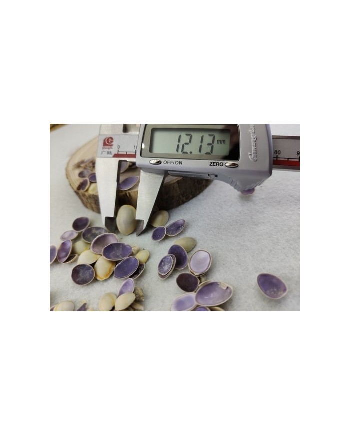 Deniz kabuğu 12 mm - 25 gr