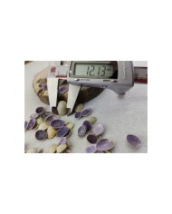 Deniz kabuğu 12 mm - 25 gr